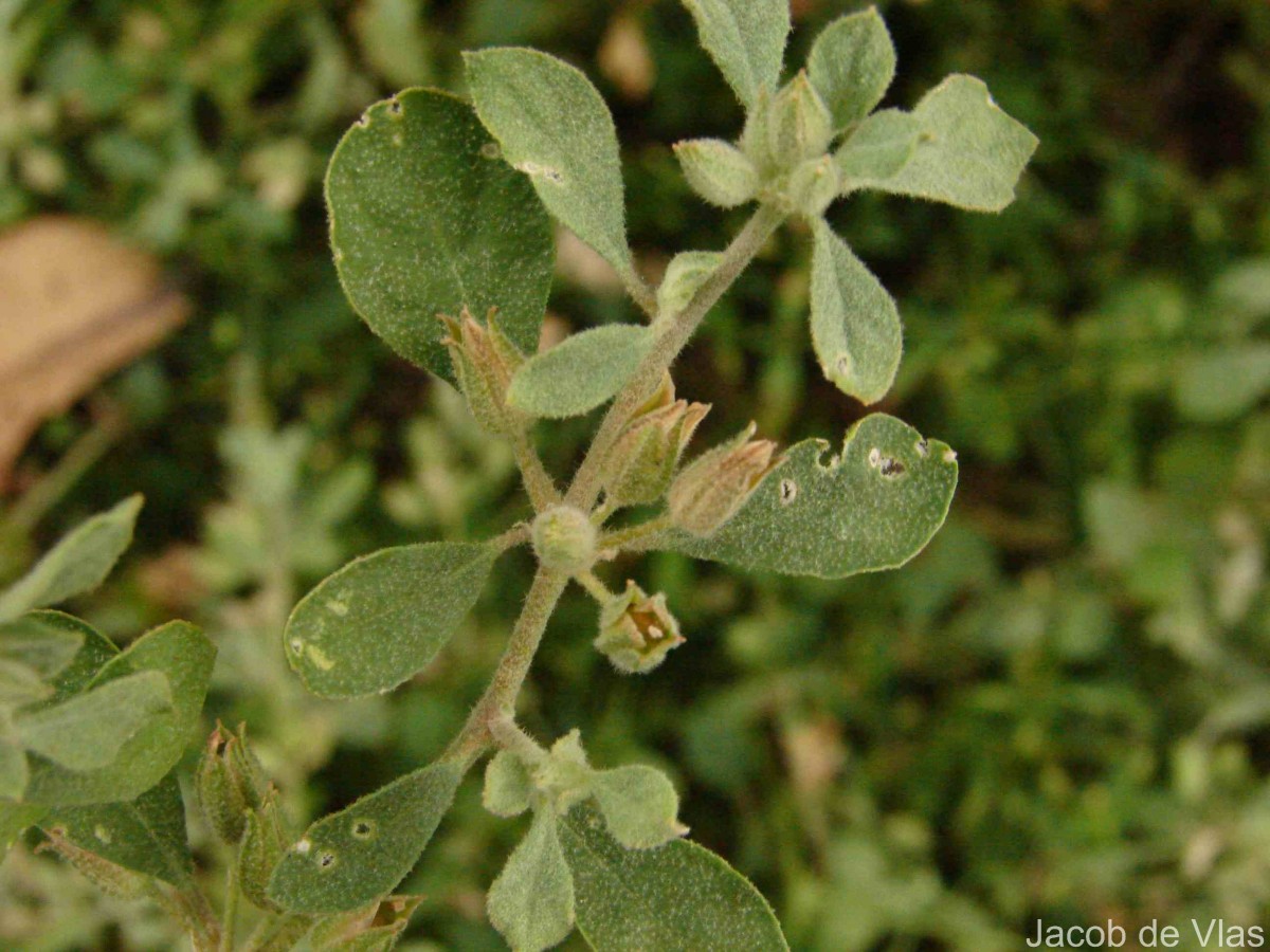 Glinus lotoides L.